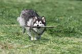 CHIEN FINNOIS DE LAPONIE 138